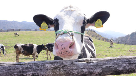 牧場、家畜、牛、乳牛、動物の写真フリー素材　Ranch, livestock, cow, dairy cow, animal photo free material