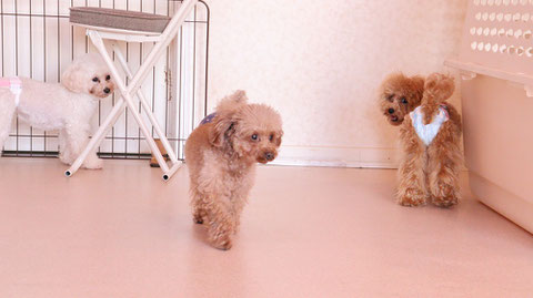 小型犬、トイプードル、犬、室内犬、動物の写真フリー素材　Small dogs, toy poodles, dogs, indoor dogs, animals photos free material