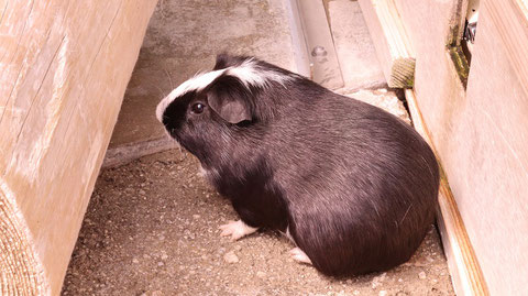 モルモット、ペット、哺乳類、動物園、動物の写真フリー素材　Guinea pigs, pets, mammals, zoos, animals photos free material