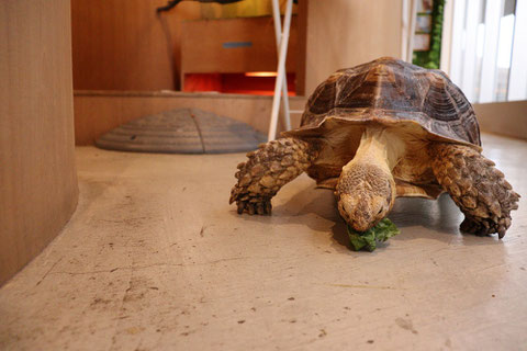 亀、カメ、リクガメ、陸亀、爬虫類、動物の写真フリー素材　Turtle, turtle, tortoise, land turtle, reptile, animal photo free material