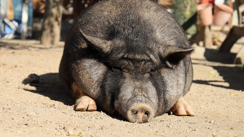 ブタのフリー素材 Pig free material