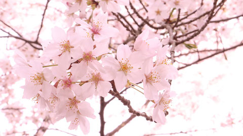 満開に咲く桜の素材 Material of cherry blossoms in full bloom