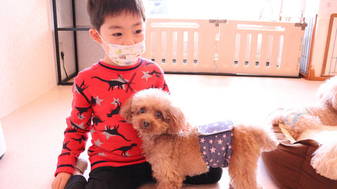 小型犬、トイプードル、犬、室内犬、動物の写真フリー素材　Small dogs, toy poodles, dogs, indoor dogs, animals photos free material