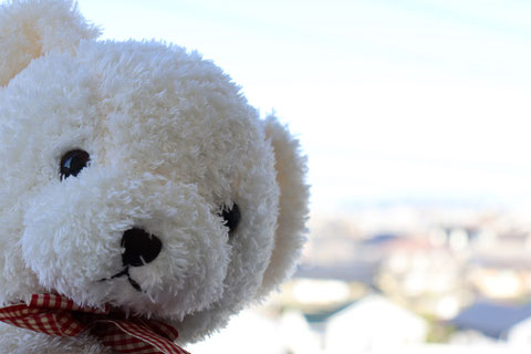 くまのぬいぐるみフリー素材　Bear plush toy free material