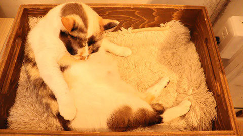 猫、ネコ、ねこ、雑種、ペット、動物の写真フリー素材 Cat, hybrid, pet, animal photo free material
