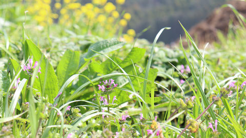 雑草の写真フリー素材　Weed Photos Free Material