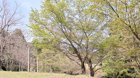 森の木の写真フリー素材　Forest Tree Photos Free Material