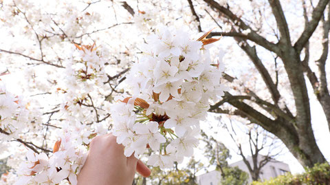 白い花を持つの写真フリー素材　Photograph-free material of the sun through the gaps of cherry blossoms