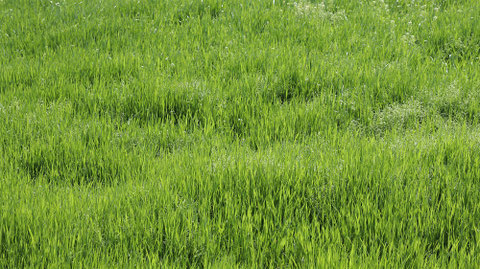 草むらの写真フリー素材　Grass Photo Free Material