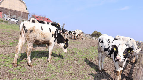 D168 青空と牛 動物関連 無料画像 Qreon素材ノート