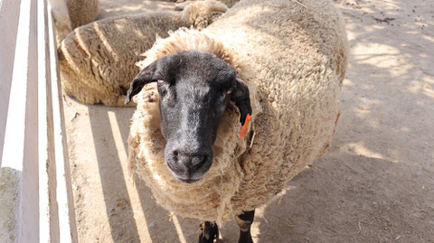 牧場、家畜、ひつじ、羊、動物の写真フリー素材　Pictures of ranch, livestock, sheep, sheep, animals Free material