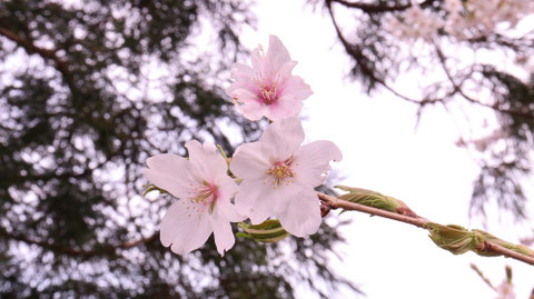 桜と緑の写真フリー素材 Sakura and green photo free material