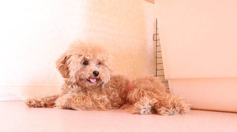 小型犬、トイプードル、犬、室内犬、動物の写真フリー素材　Small dogs, toy poodles, dogs, indoor dogs, animals photos free material