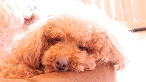 小型犬、トイプードル、犬、室内犬、動物の写真フリー素材　Small dogs, toy poodles, dogs, indoor dogs, animals photos free material