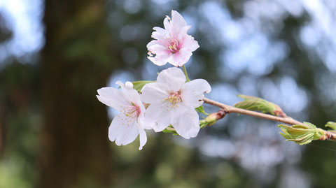 近距離で見た桜の画像写真フリー素材　Image of cherry blossoms seen at a short distance Photo Free materiall