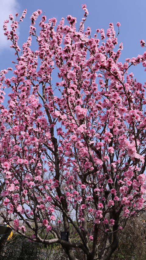 ピンクの花の木写真フリー素材　Pink Flower Tree Photo Free Material