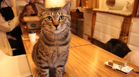 猫、ネコ、ねこ、雑種、ペット、動物の写真フリー素材 Cat, hybrid, pet, animal photo free material