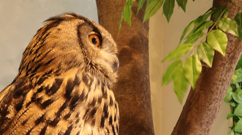 ベンガルワシミミズク、ミミズク、鳥、小動物、動物の写真フリー素材　Bengal Eagle Owl, Indian Eagle Owl, Birds, Small Animals, Animals Photos Free Material