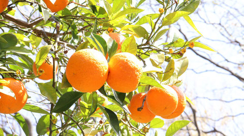 オレンジ農園の写真フリー素材 Orange Farm Photos Free Material