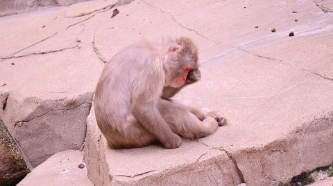 猿、日本猿、ニホンザル、哺乳類、動物園、動物の写真フリー素材　Pictures of monkeys, Japanese monkeys, mammals, zoos, animals Free material