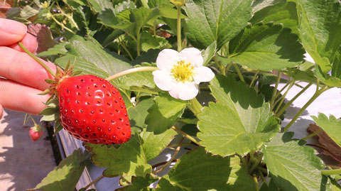 花、いちご、イチゴ、農園、果物、フルーツ、遊び、いちご狩り、苺、外食、食べ物の写真フリー素材　Strawberries,  Farms,  Fruits, Play, Strawberry Picking, Eating Out, Food Photos Free Material