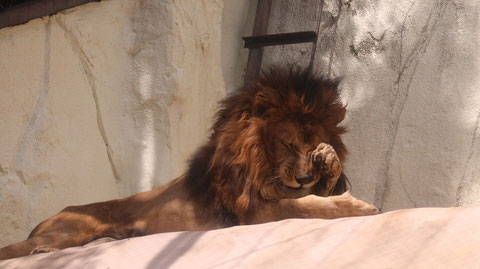 ライオン、猫科、動物園、動物の写真フリー素材 Lion, feline, zoo, animal photo free material