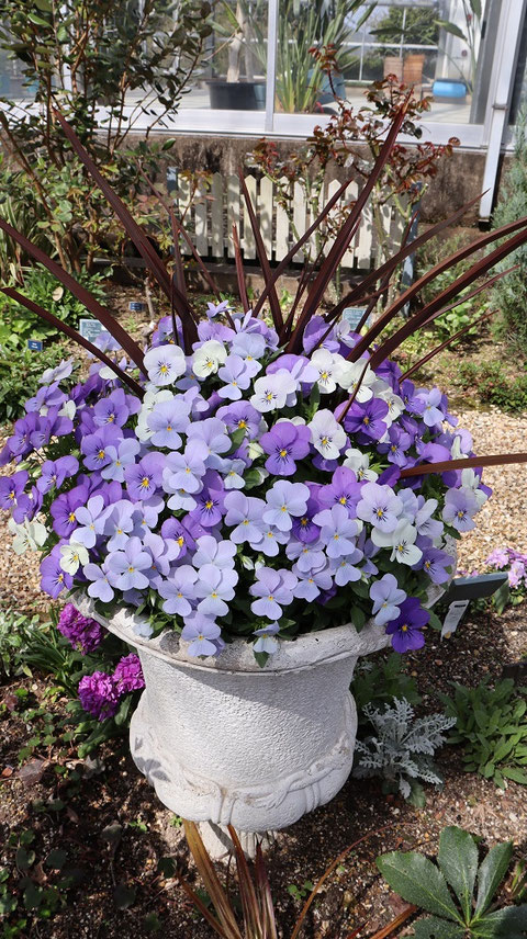 紫色の花の写真フリー素材 Purple flower photo free material
