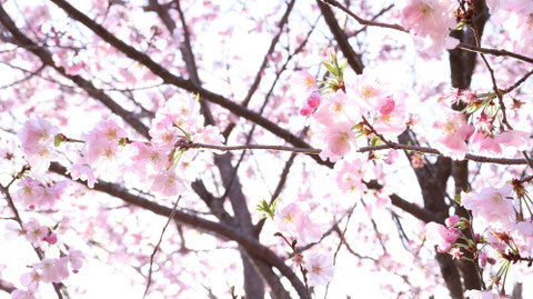 桜と蕾の写真フリー素材 Sakura and bud photo free material