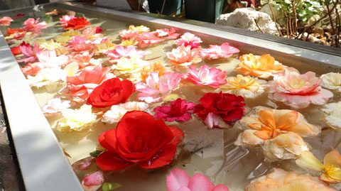 水辺に浮く花薔薇の写真フリー素材　Photo free material of flower rose floating on the waterside