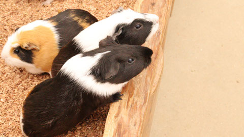 モルモット動物のフリー素材　Free material for guinea pigs