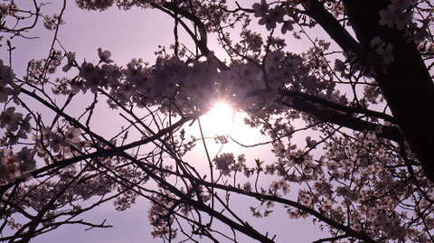 桜、日差し、太陽、暗い、逆光、風景写真フリー素材 Cherry blossoms, sunlight, sun, darkness, backlight, landscape photography free material