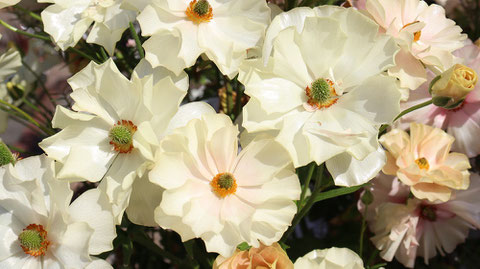 白い花の写真フリー素材　White flower photo free material