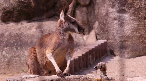 カンガルー、アカカンガルー、哺乳類、動物園、動物の写真フリー素材 Kangaroo, Red Kangaroo, Mammals, Zoos, Animals Photos Free Material