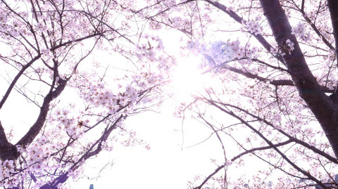 桜、日差し、太陽、明るい、パステル、風景写真フリー素材 Cherry blossoms, sunshine, sun, bright, pastel, landscape photography free material