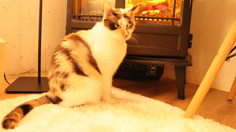猫、ネコ、ねこ、雑種、ペット、動物の写真フリー素材　Cat, hybrid, pet, animal photo free material