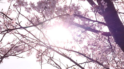 桜、日差し、太陽、明るい、パステル、風景写真フリー素材 Cherry blossoms, sunshine, sun, bright, pastel, landscape photography free material