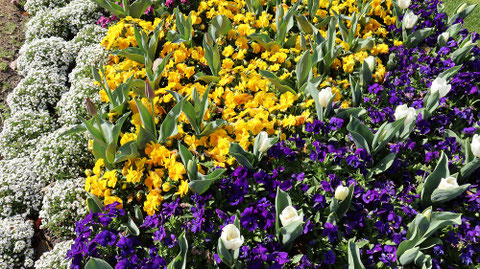 お花畑の写真フリー素材　Flower field photo free material