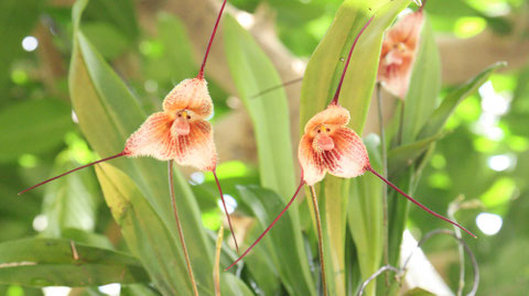 モンキーオーキッド花の写真フリー素材 Monkey Orchid Flower Photo Free Material