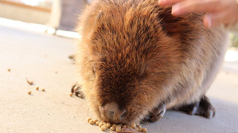 ビーバー動物のフリー素材 beaver Free material
