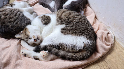 猫、ネコ、ねこ、雑種、ペット、動物の写真フリー素材 Cat, hybrid, pet, animal photo free material