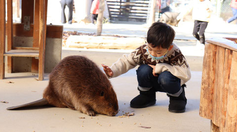 子供とビーバー動物のフリー素材　beaver Free material