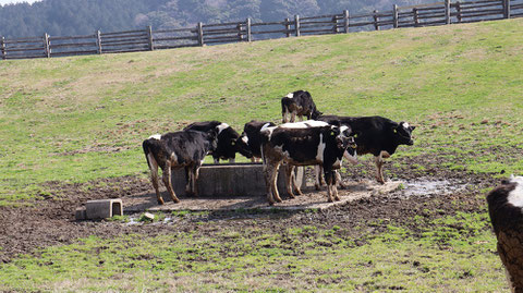 牧場、家畜、牛、乳牛、動物の写真フリー素材　Ranch, livestock, cow, dairy cow, animal photo free material