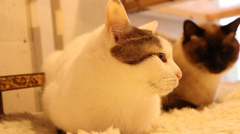 猫、ネコ、ねこ、雑種、ペット、動物の写真フリー素材　Cat, hybrid, pet, animal photo free material