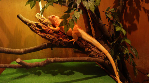 小動物、イグアナ、爬虫類、グリーンイグアナ、動物の写真フリー素材 Small animals, iguanas, reptiles, green iguanas, animals photos free material