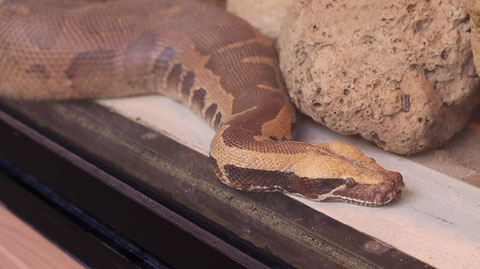 蛇、ヘビ、ヒイロニシキヘビ、爬虫類、動物園、動物の写真フリー素材　Photo Free Material for Snakes, Snakes, Pythons, Reptiles, Zoos, Animals