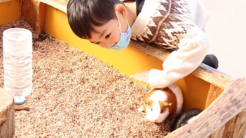 モルモット動物のフリー素材 Free material for guinea pigs