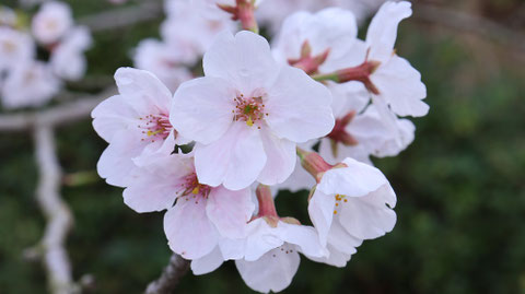桜の花びらの写真フリー素材 Cherry blossom petals photo free material