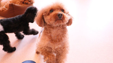 小型犬、トイプードル、犬、室内犬、動物の写真フリー素材　Small dogs, toy poodles, dogs, indoor dogs, animals photos free material