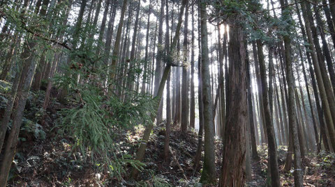 森林風景の写真フリー素材　Forest landscape photo free material