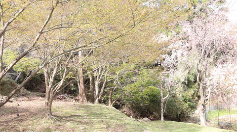 木、山、桜、森の写真フリー素材　Trees, mountains, cherry blossoms, forest photos free material